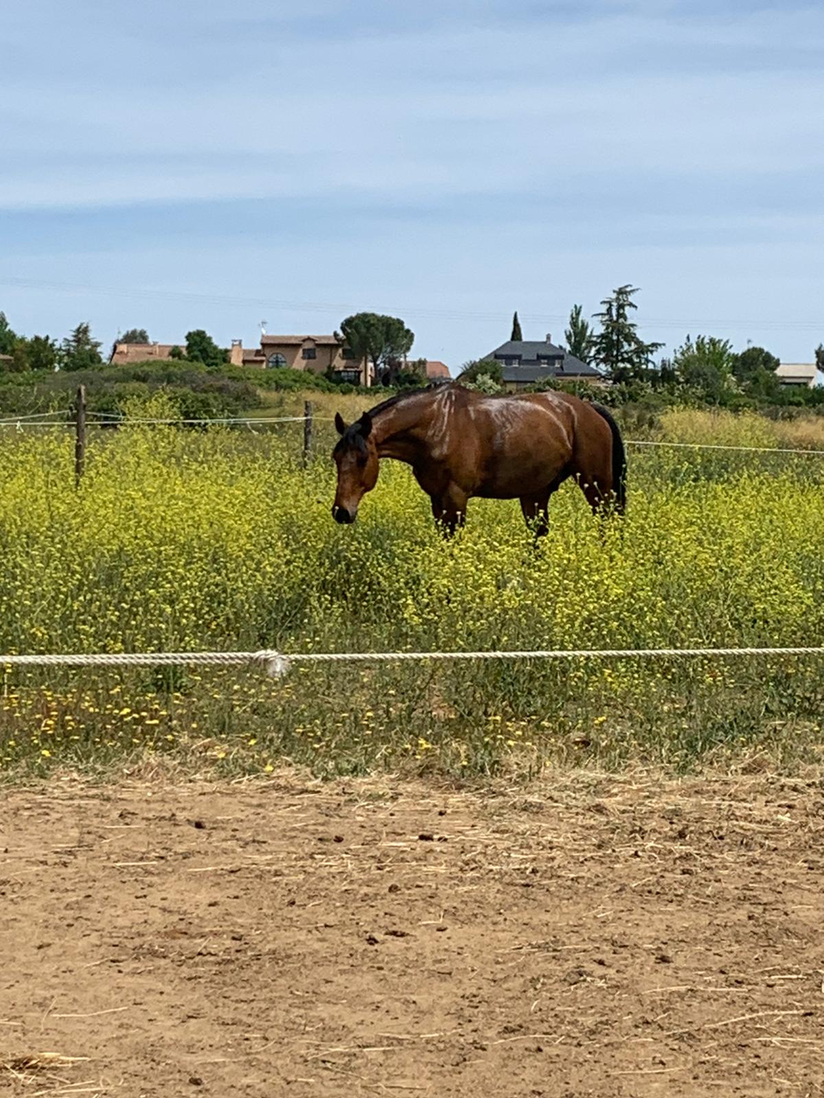 caballo2